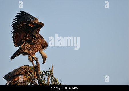 Rüppell Griffon - Rüppell Geier - Rueppell Griffon (abgeschottet Rueppellii) mit offenen Flügeln auf der Spitze eines Baumes Masai Mara Stockfoto