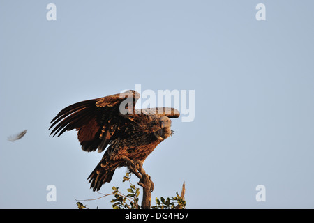 Rüppell Griffon - Rüppell Geier - Rueppell Griffon (abgeschottet Rueppellii) mit offenen Flügeln auf der Spitze eines Baumes Masai Mara Stockfoto