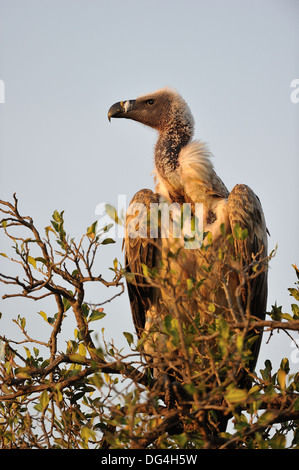 Rüppell Griffon - Rüppell Geier - Rueppell Griffon (abgeschottet Rueppellii) stehen auf der Spitze eines Baumes Masai Mara - Kenia Stockfoto