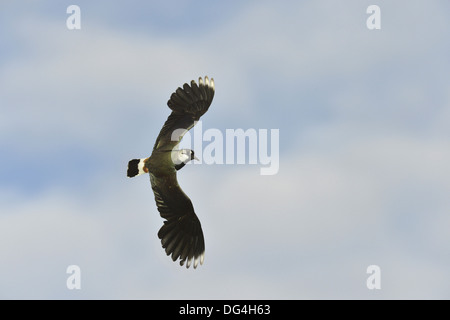 Kiebitz Vanellus vanellus Stockfoto