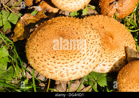 Safran Sonnenschirm Pilze (Cystoderma Amianthinum), auch bekannt als die Safran-Pulver-Cap oder erdige Pulver-cap Stockfoto