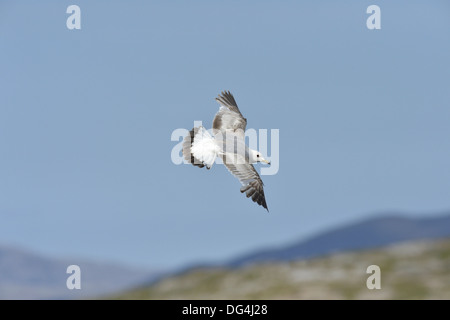 Gemeinsamen Gull Larus canus Stockfoto