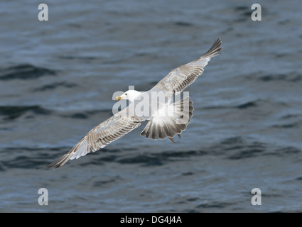 Silbermöwe Larus argentatus Stockfoto