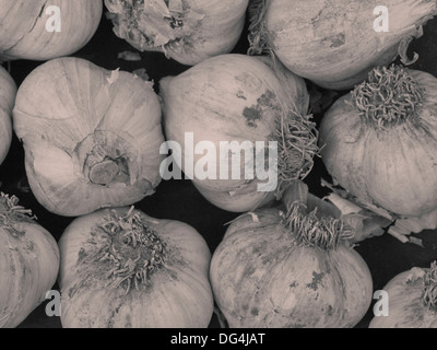 Frische Köpfe von Knoblauch auf dem Display an einen Landwirt Markt, Pennsylvania, USA Stockfoto