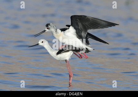 Gleitaar Stelzenläufer Himantopus himantopus Stockfoto