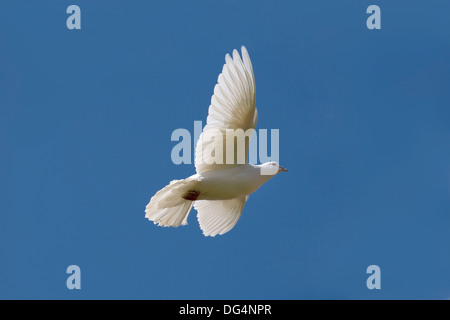 Weiße Taube Fan-tailed - Columba livia Stockfoto