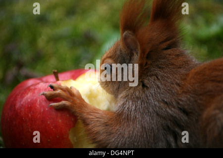 Eichhörnchen mit Apfel Stockfoto