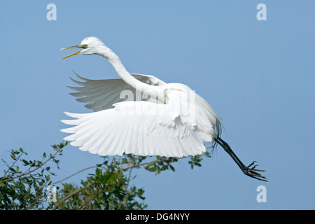 Silberreiher - Ardea alba Stockfoto