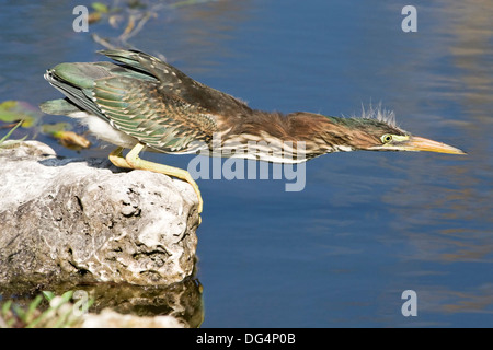 Grüne Heron - Butorides virescens Stockfoto