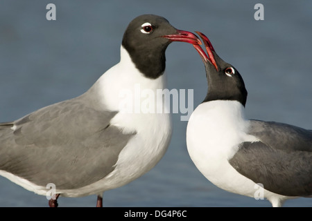 Lachende Möve - Larus atricilla Stockfoto