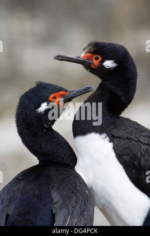 Rock Shag - Phalacrocorax magellanicus Stockfoto