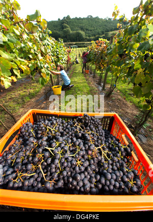 Die Stapley Familie sammelt die Jahre Trauben Ernte um Wein bei ihrer familiär geführtes Redyeates Weinberg in der Nähe von Crediton, Devon Stockfoto