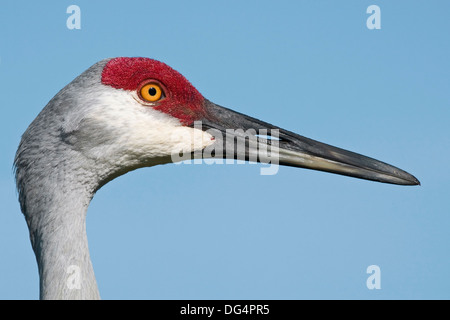 Sandhill Kran - Grus canadensis Stockfoto