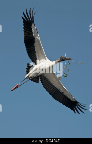 Holz-Ibis - Mycteria americana Stockfoto