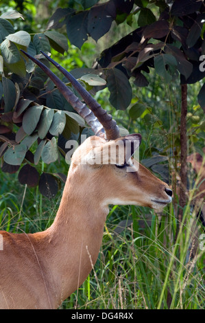 Junge männliche Impala Aepyceros Melampus Gazelle unreifen Geweih Southern Akagera National Game Reserve/Park Ruanda Zentralafrika Stockfoto