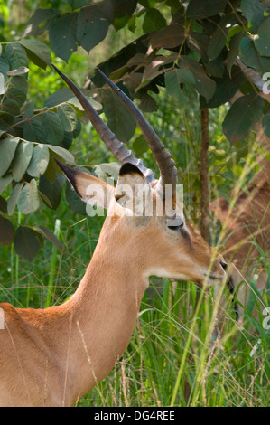 Junge männliche Impala Aepyceros Melampus Gazelle unreifen Geweih Southern Akagera National Game Reserve/Park Ruanda Zentralafrika Stockfoto