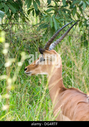 Junge männliche Impala Aepyceros Melampus Gazelle unreifen Geweih Southern Akagera National Game Reserve/Park Ruanda Zentralafrika Stockfoto