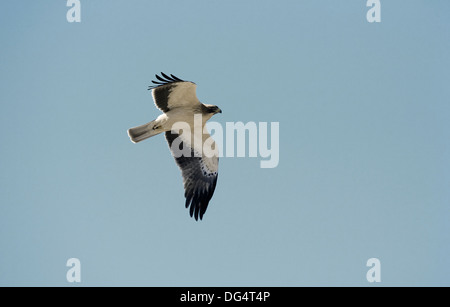 Zwergadler - Hieraaetus pennatus Stockfoto