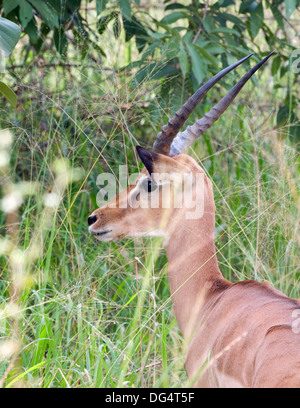 Junge männliche Impala Aepyceros Melampus Gazelle unreifen Geweih Southern Akagera National Game Reserve/Park Ruanda Zentralafrika Stockfoto