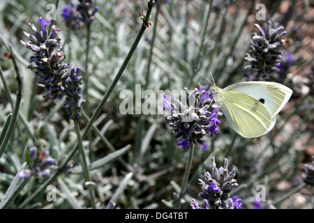 Kohl weißen Schmetterling auf Lavendel Stockfoto