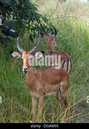 Junge männliche Impala Aepyceros Melampus Gazelle unreifen Geweih Southern Akagera National Game Reserve/Park Ruanda Zentralafrika Stockfoto