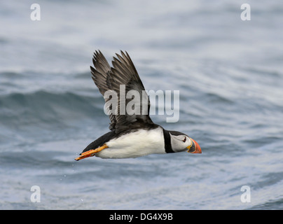 Papageitaucher Fratercula arctica Stockfoto