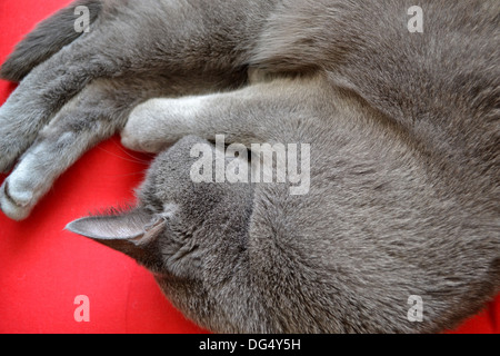 Russisch Blau Katze zusammengerollt schlafen Stockfoto