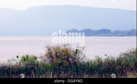 Pampasgras silhouette Lake Thema Southern Akagera National Game Park Ruanda Zentralafrika verschwommenen Hintergrund Land der 1000 Hügel Stockfoto