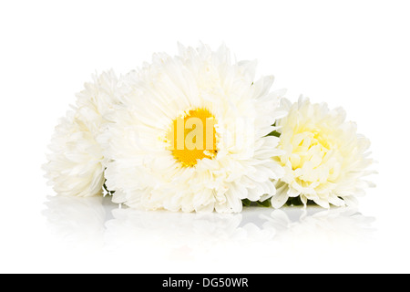 Weiße Aster Blumen. Isoliert auf weißem Hintergrund Stockfoto