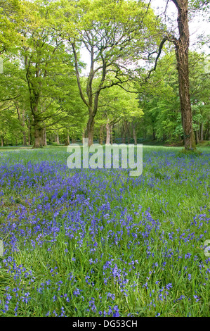 Frühling-Glockenblumen schmücken Blackbury Camp, einem alten Burgberg in der Nähe von Seaton im Südosten Devon Stockfoto