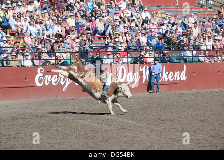 Bull Riding Cowboy auf bocken wie ein wilder Stier, Ellensburg Rodeo, Labor Day Wochenende, Washington, USA Stockfoto