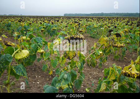 Sonnenblumenköpfe wächst im Feld, Loire-Tal, Indre et Loire, Frankreich Stockfoto