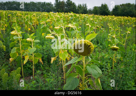 Sonnenblumenköpfe wächst im Feld, Loire-Tal, Indre et Loire, Frankreich Stockfoto