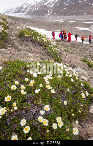 Arktische Wildlflowers vor einem Gletscher im nördlichen Svalbard. Stockfoto