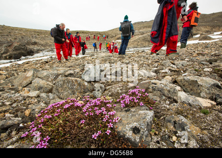 Arktische Wildlflowers vor einem Gletscher im nördlichen Svalbard. Stockfoto