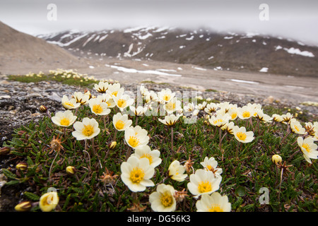 Arktische Wildlflowers vor einem Gletscher im nördlichen Svalbard. Stockfoto