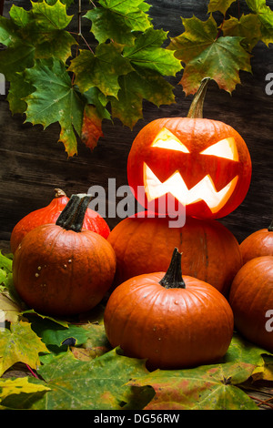 Kürbisse mit Herbstlaub Stockfoto