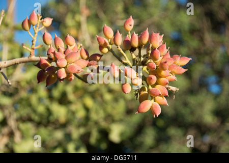 Pistazien wachsen auf einem Pistazienbaum (Pistacia Vera) Stockfoto