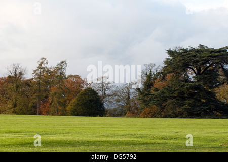 Ornamentale Wald Sonne Bäume herbstlichen Ländliches Motiv bewölkt sonnenverwöhnten Skyline Farleigh Hungerford Manor Wiltshire Stockfoto