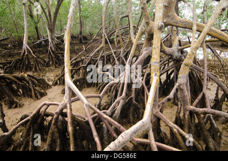 Mangroven Wurzeln Pflanzen Bäume in der Nähe von Aracruz, Bundesstaat Espirito Santo, Brasilien Stockfoto