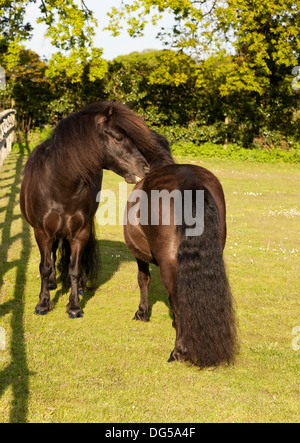 Zwei Shetlandponys in einem Feld im Sommer "gegenseitige Fellpflege". Stockfoto