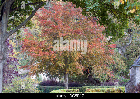 Herbstliche Buche in formalen Bauerngärten Iford Wiltshire South West England Großbritannien Stockfoto