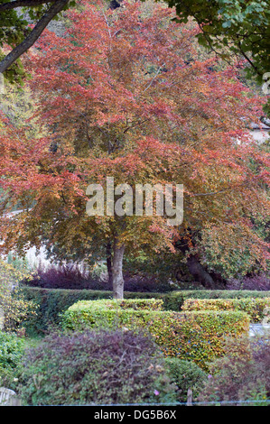 Herbstliche Buche in formalen Bauerngärten Iford Wiltshire South West England Großbritannien Stockfoto