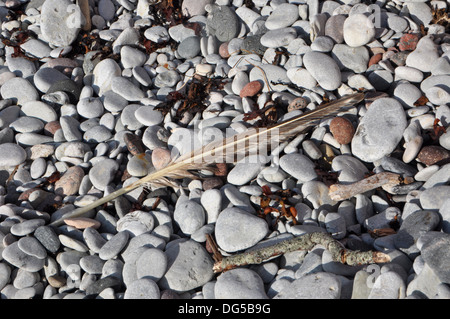 Dies ist eine Feder an einem steinigen Strand am Högklint Gotland Schweden Stockfoto