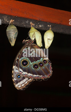 Blauer Morpho-Schmetterling (Morpho helenor marinita), neu aus Chrysalis im costaricanischen Schmetterlingshaus in Mittelamerika hervorgegangen Stockfoto