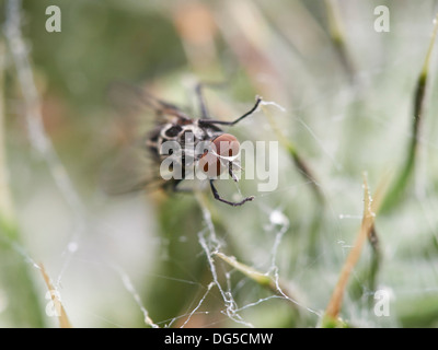 Fliege im Spinnennetz gefangen. Stockfoto