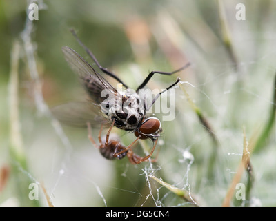 Fliege im Spinnennetz gefangen. Stockfoto