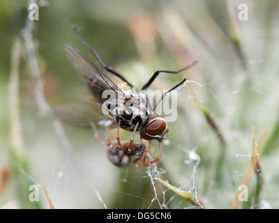 Fliege im Spinnennetz gefangen. Stockfoto