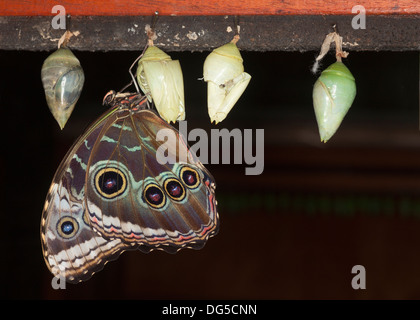 Blauer Morpho-Schmetterling (Morpho helenor marinita), neu aus Chrysalis in einem Schmetterlingshaus in Costa Rica hervorgegangen Stockfoto