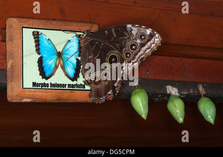 Blauer Morpho-Schmetterling und Chrysalide auf Interpretationszeichen mit lateinischer Bezeichnung mit Gattung, Art und Unterart im linnaischen Nomenklaturensystem Stockfoto